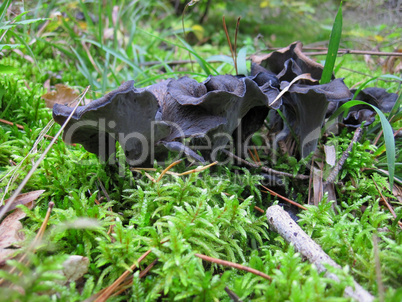 black mushrooms