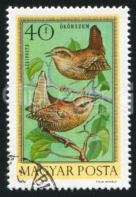 bird Wrens