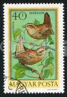 bird Wrens