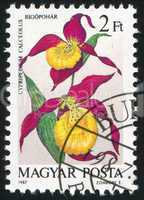 flower Cypripedium calceolus
