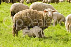 Schaf mit Lamm