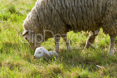 Schaf mit Lamm