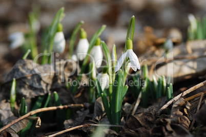 many snow bells