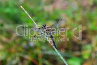 dragon fly at blade of grass