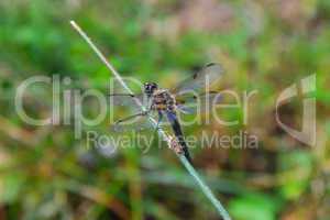 dragon fly at blade of grass