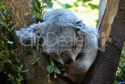 little koala