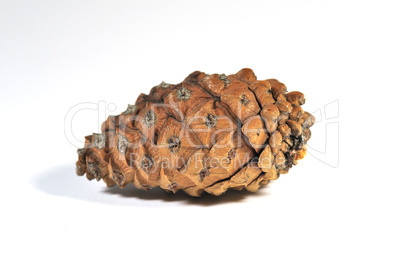 pine cone