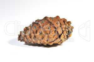 pine cone