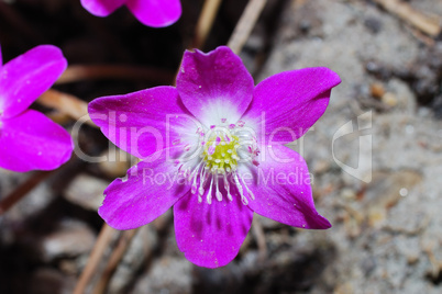 purple flower