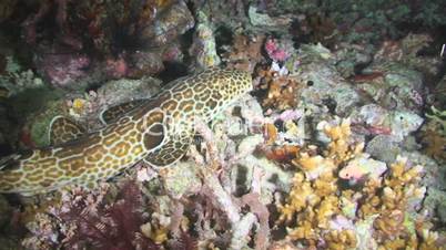 Epaulette Shark