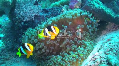 Anemonefish and Sea Anemone