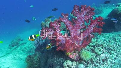 Anemonefish and Soft Coral