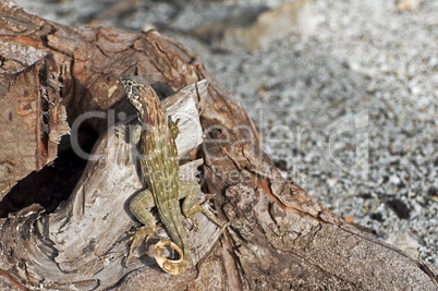 Lizard camouflage.