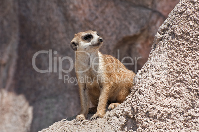 Meerkat.