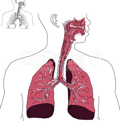 Respiratory system and Actinomycosis