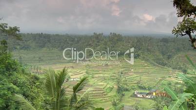 Sicht auf Reisfelder