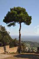 Baum auf Mallorca