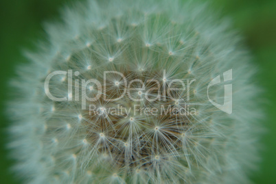 dandelion flower