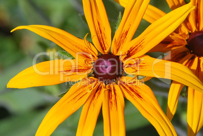 orange yellow flower