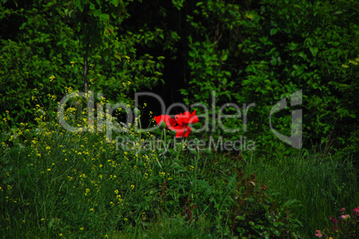 red flower in green