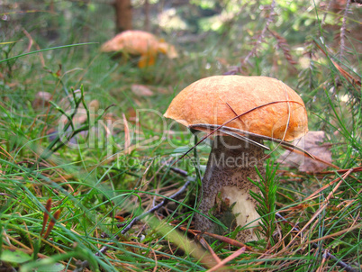 mushroom in the gras