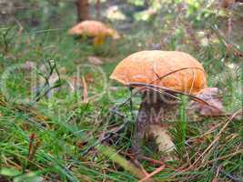 mushroom in the gras