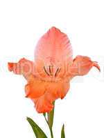 Gladiolus isolated on white