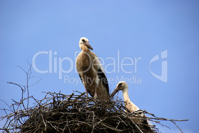 Storks