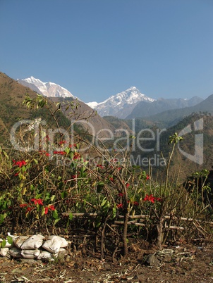Annapurna Range And Poinsettia