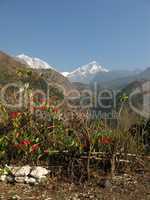 Annapurna Range And Poinsettia