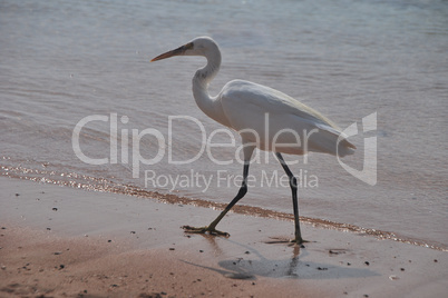 egret at the beach