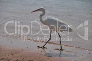 egret at the beach