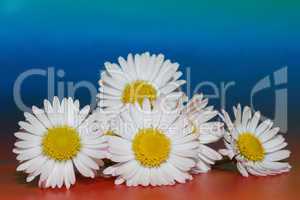 lot of daisy