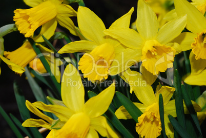 lot of yellow narcissus flower