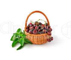 Basket with fresh cherries and mint