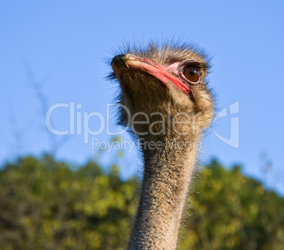 ostrich against blue sky