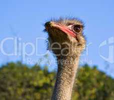 ostrich against blue sky