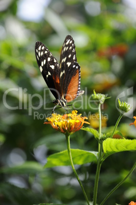 Heliconius