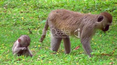 Grüne Meerkatzen, Chlorocebus