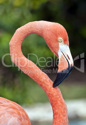 Pink Flamingo.