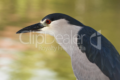 Black Crowned Night Heron.