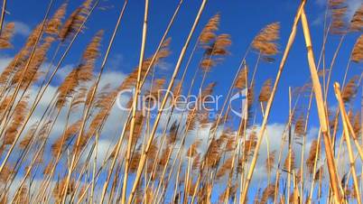 Marsh Grass in the wind