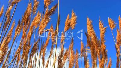 Marsh Grass in the wind; 2