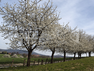 Kirschbaumblüte in Hagen im Osnabrücker Land, Niedersachsen. Ein Wanderweg führt entlang an alten Kirschbäumen