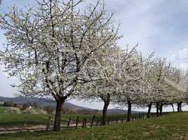 Kirschbaumblüte in Hagen im Osnabrücker Land, Niedersachsen. Ein Wanderweg führt entlang an alten Kirschbäumen
