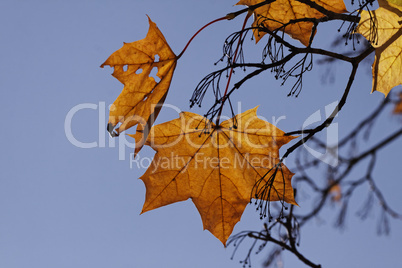 Acer platanoides, Spitzblättriger Ahorn, Spitz-Ahorn im Herbst