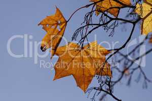 Acer platanoides, Spitzblättriger Ahorn, Spitz-Ahorn im Herbst