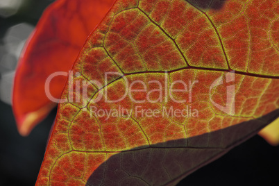 Laubfärbung im Herbst, Blattdetail bei Gegenlicht