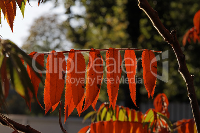 Laubfärbung im Herbst, Blattdetail bei Gegenlicht