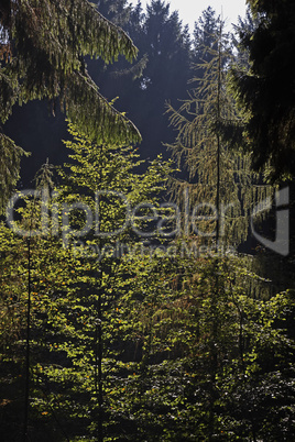Das letzte Sonnenlicht im Wald, Buchen und Nadelwald in Georgsmarienhütte